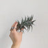 Tillandsia edithae (Air plant)
